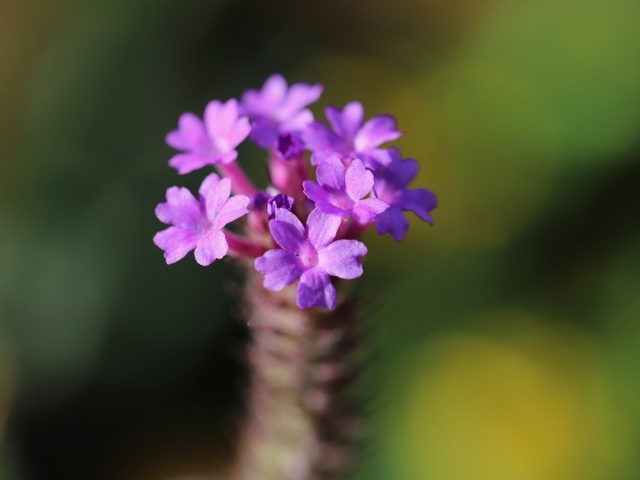 Нежный сиреневый цветок вербена жесткая