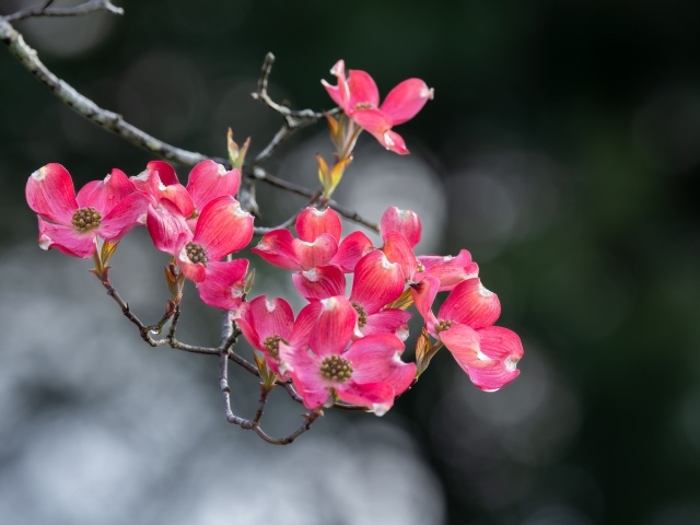 Нежные розовые цветы на ветке крупным планом