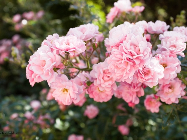 Нежные розовые садовые розы