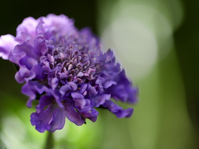 Нежный фиолетовый цветок люцида