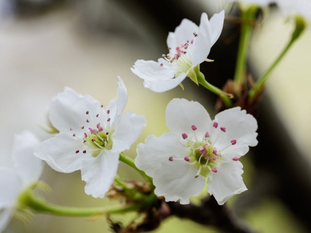 Нежные белые цветы вишни на ветках весной