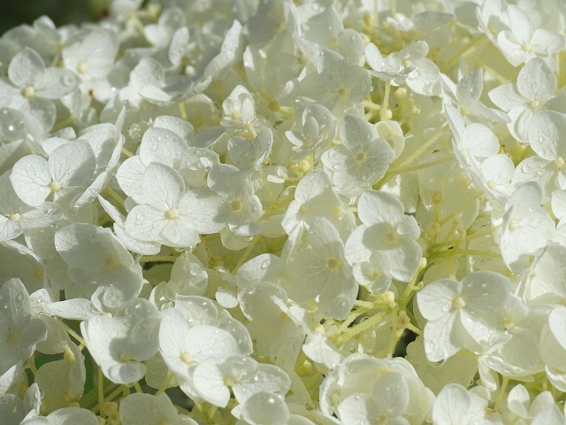 Нежный белый цветок гортензии в каплях росы