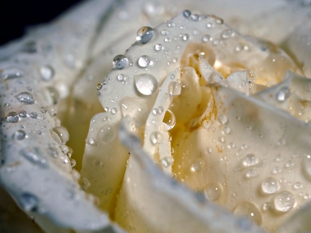 Капли росы на белых лепестках розы