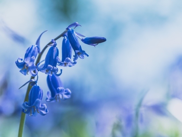 Поникшие цветы синего гиацинта