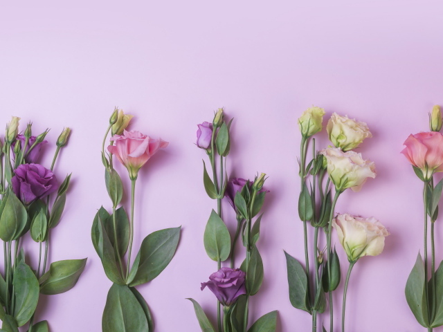 Цветы эустомы на розовом фоне