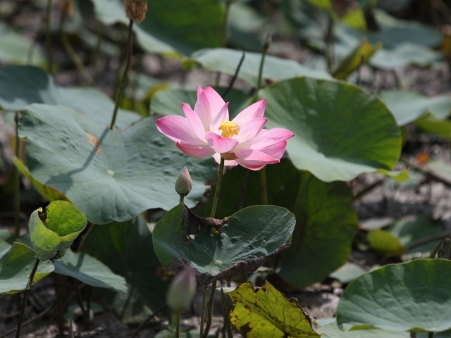 Экзотический цветок лотоса в воде крупным планом