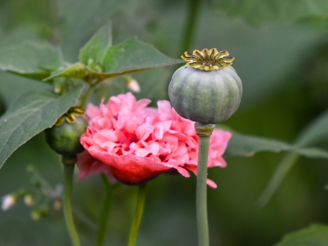 Отцветший стебель розового мака 