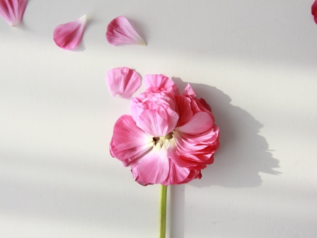 Опавший розовый цветок лютика на сером фоне