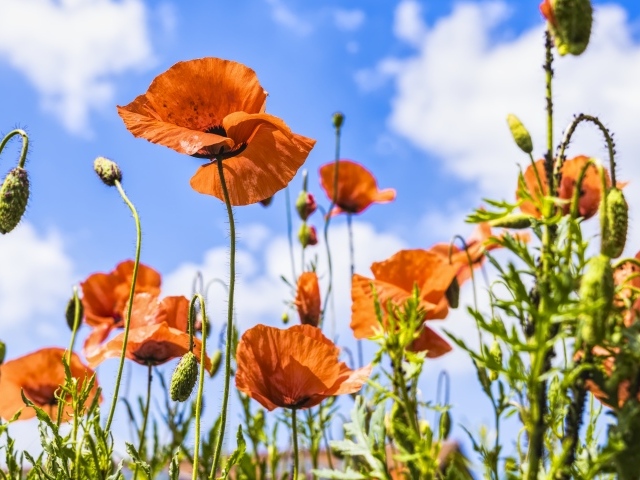 Поле красных маков в лучах солнца летом