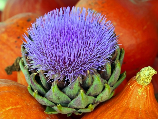 Цветущий артишок и тыква крупным планом