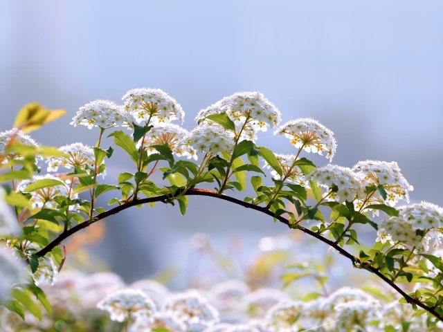 Цветущие ветки дерева весной на фоне неба
