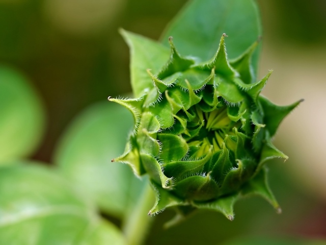 Зеленый нераспустившийся цветок подсолнуха
