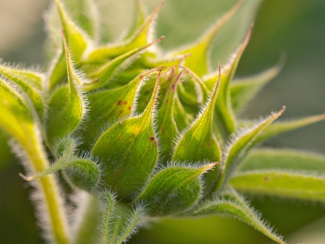 Зеленый нераспустившийся цветок подсолнуха