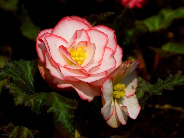 Комнатный цветок бегония крупным планом