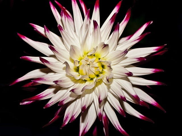 Крупный цветок георгина на черном фоне