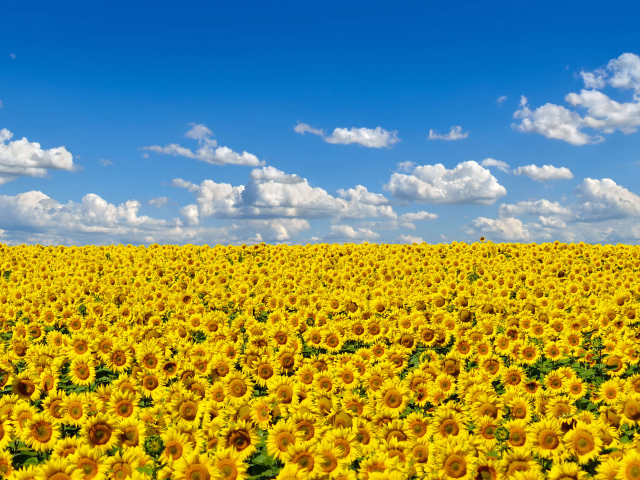 Большое поле желтых украинских подсолнухов