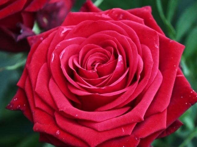 Крупная ароматная красная роза