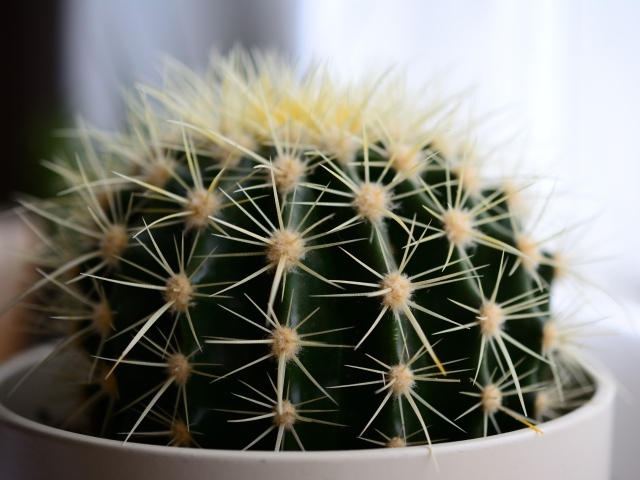 Большие иголки колючего кактуса