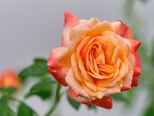 Крупная оранжевая роза в каплях росы