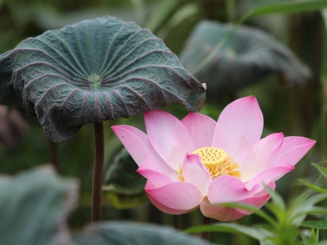 Большой цветок розового лотоса с листом