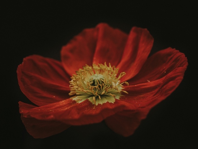 Крупный цветок красного мака на черном фоне