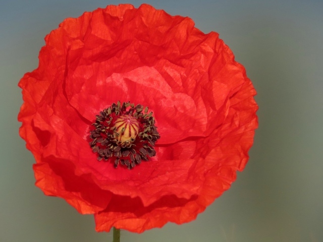 Большой красный цветок мака на сером фоне