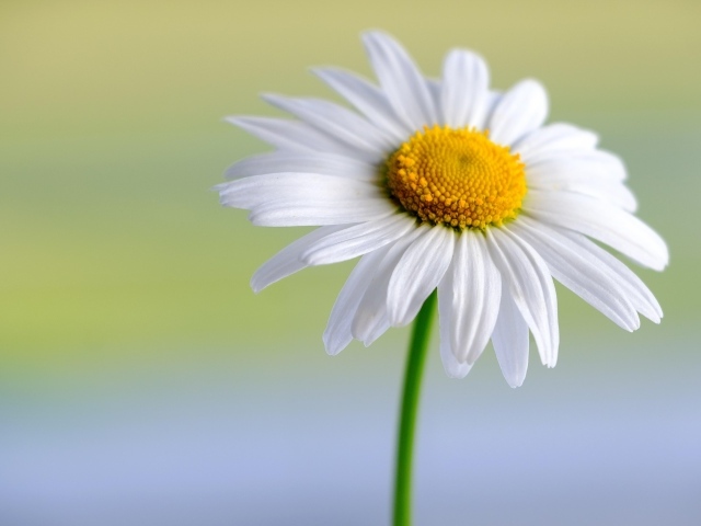 Большая белая ромашка крупным планом