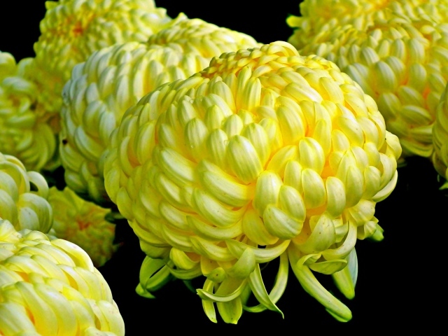 Большие желтые цветы хризантемы на черном фоне