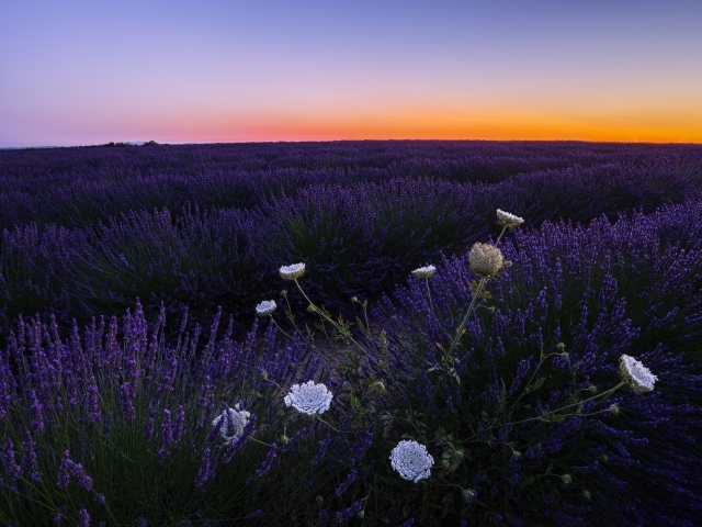 Лавандовое поле на закате солнца