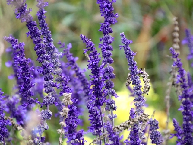 Цветы лаванды на поле 