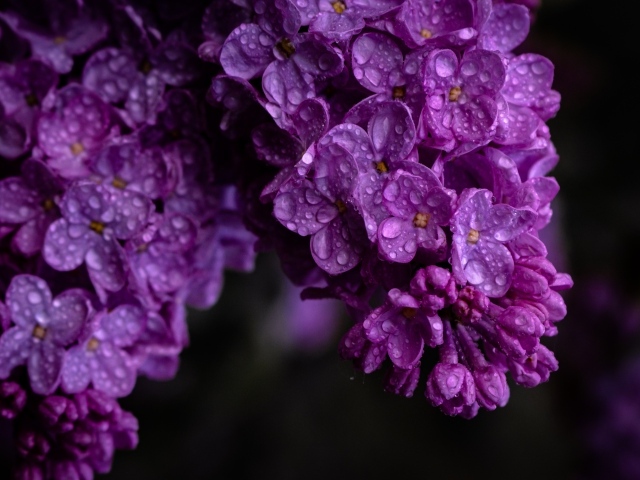 Цветы сирени в каплях воды крупным планом