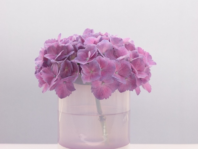 Сиреневые цветы гортензии в вазе