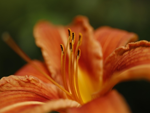 Серединка и оранжевые лепестки лилии