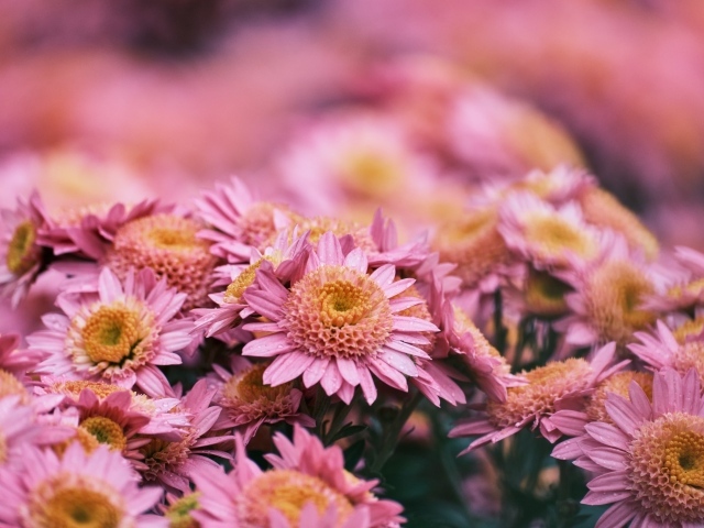 Много красивых розовых цветок хризантемы
