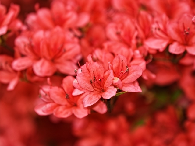 Много красных цветов рододендрона