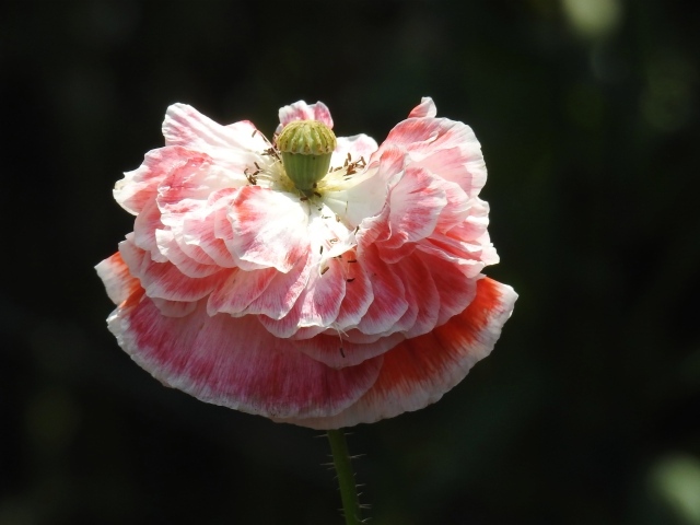 Пышный розовый цветок мака