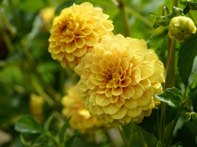 Пышные цветы желтой георгины