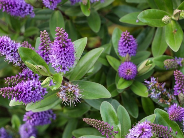 Много красивых сиреневых цветов с зелеными листьями