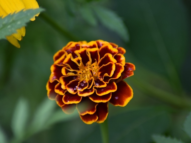 Цветок бархатца крупным планом