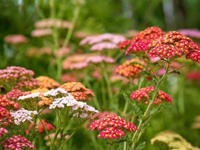 Разноцветные мелкие цветы на клумбе