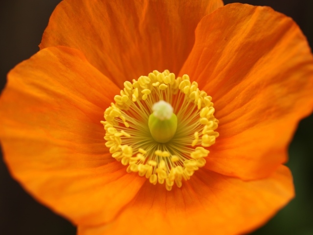 Оранжевый ирландский мак крупным планом