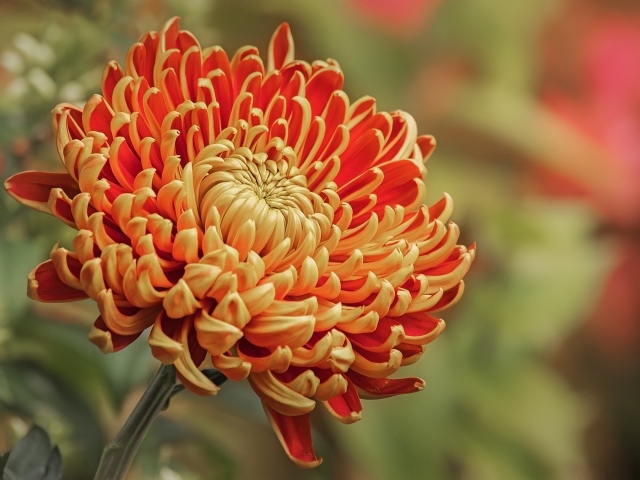 Оранжевая хризантема вблизи