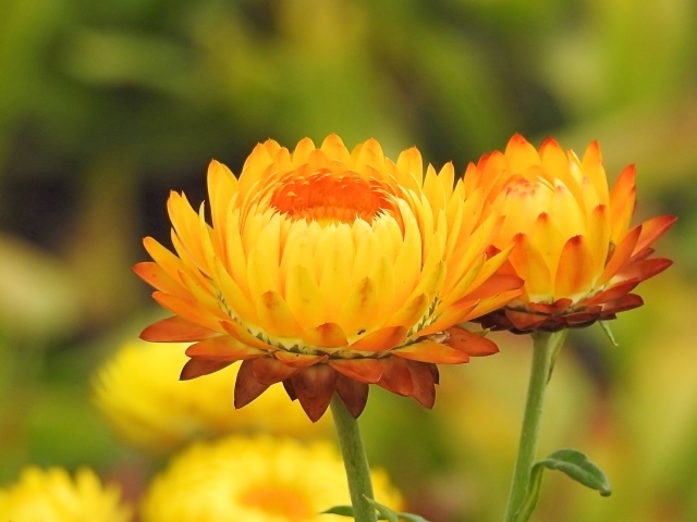 Оранжевые хризантемы крупным планом