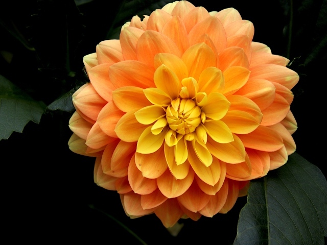 Оранжевый цветок георгина вблизи