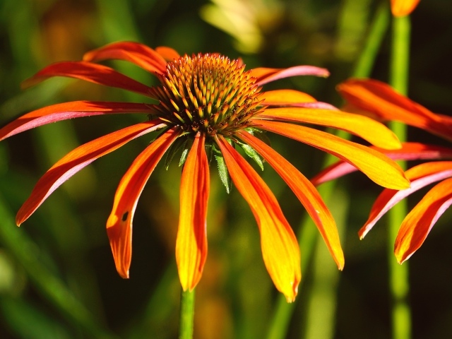 Оранжевый цветок эхинацея крупным планом