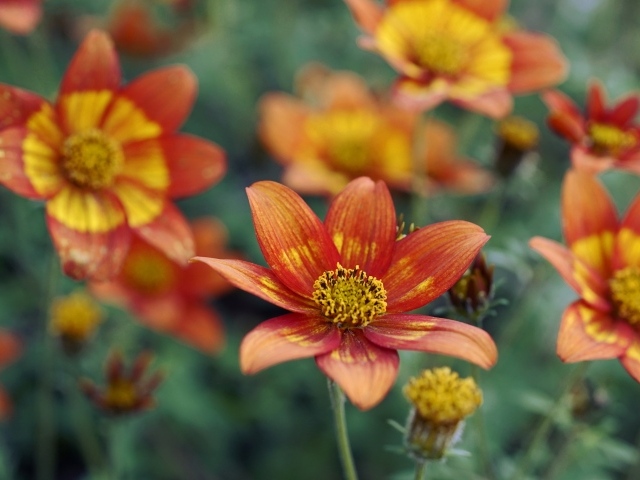 Оранжевые цветы на клумбе в саду