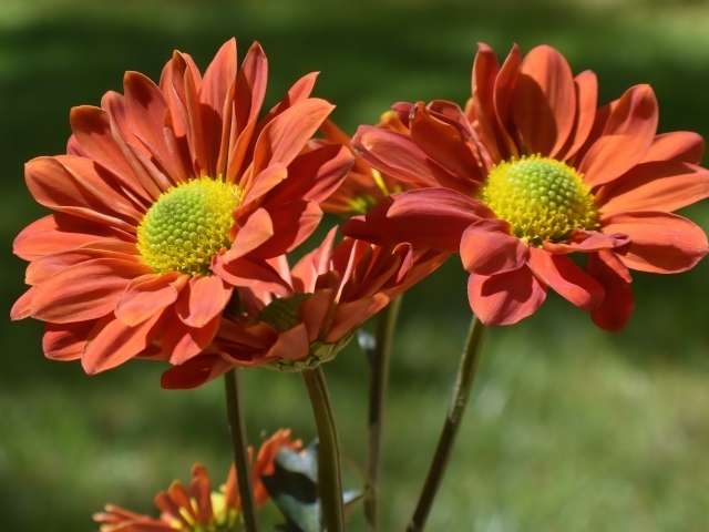 Оранжевые садовые цветы вблизи