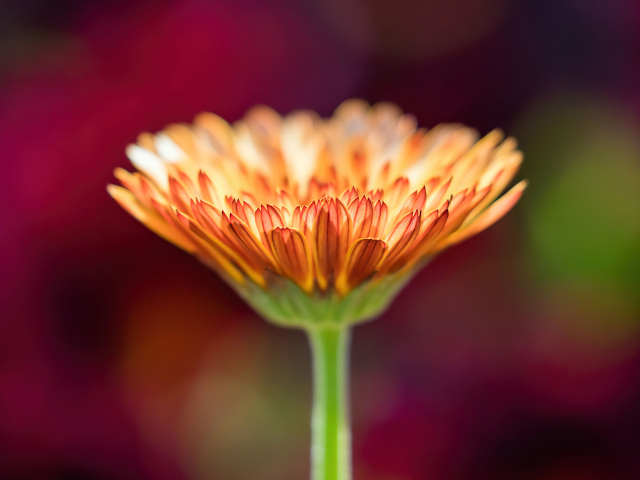 Оранжевый цветок герберы крупным планом