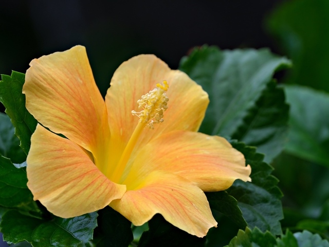 Оранжевый цветок гибискуса в зеленых листьях