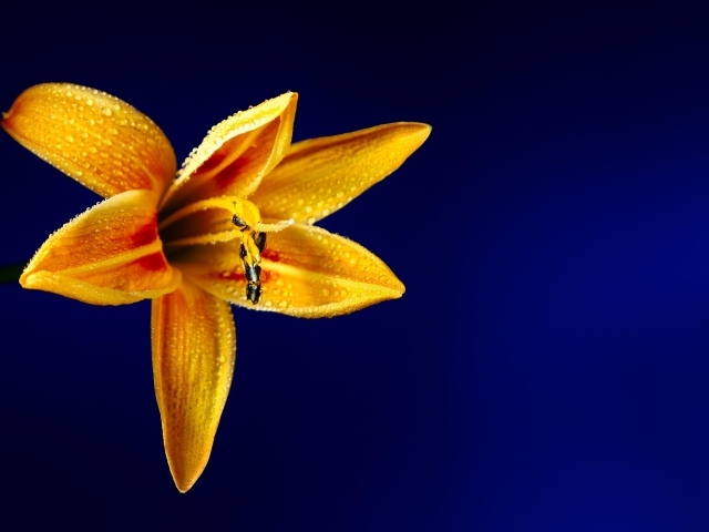 Оранжевая лилия на синем фоне